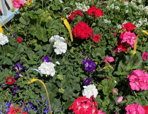 2024 Flower Fundraiser